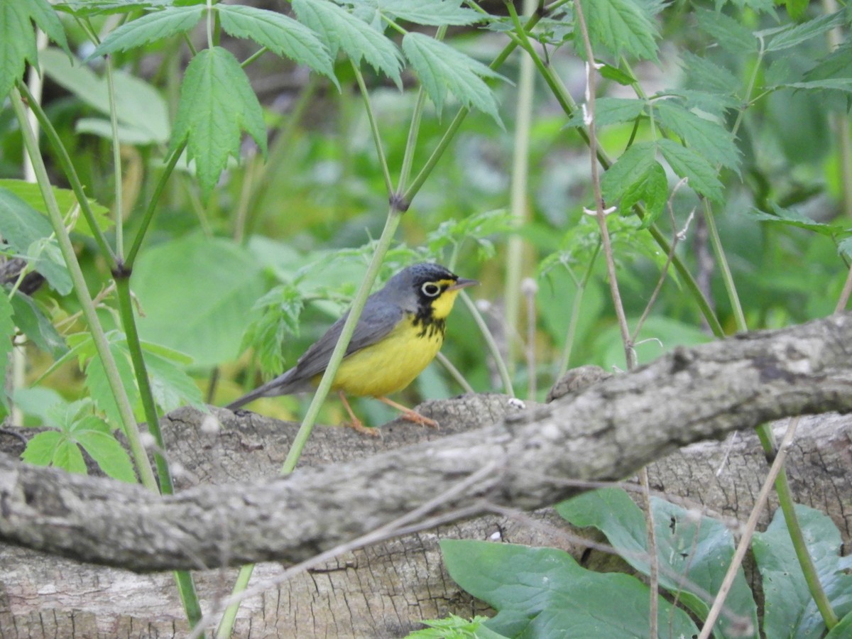Paruline du Canada - ML101202791