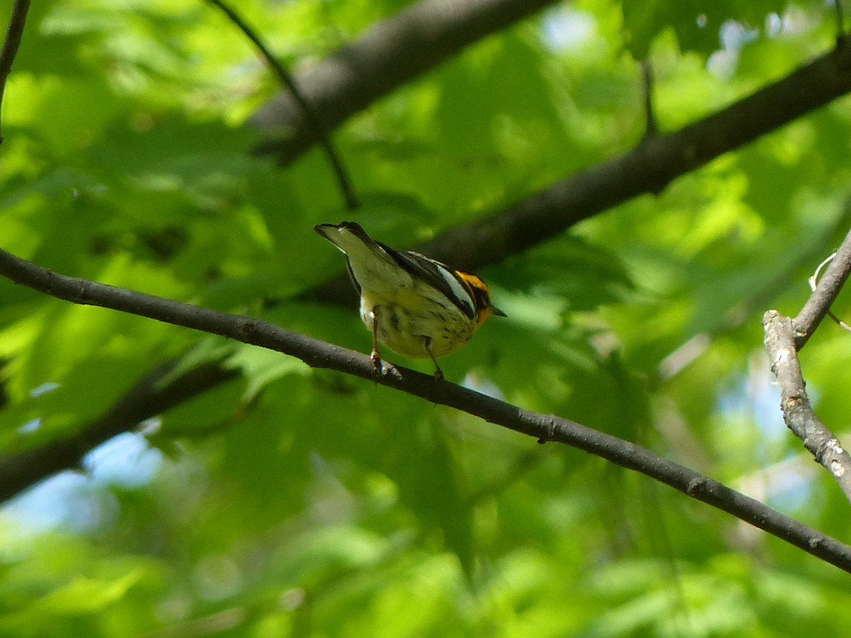 Blackburnian Warbler - ML101203651