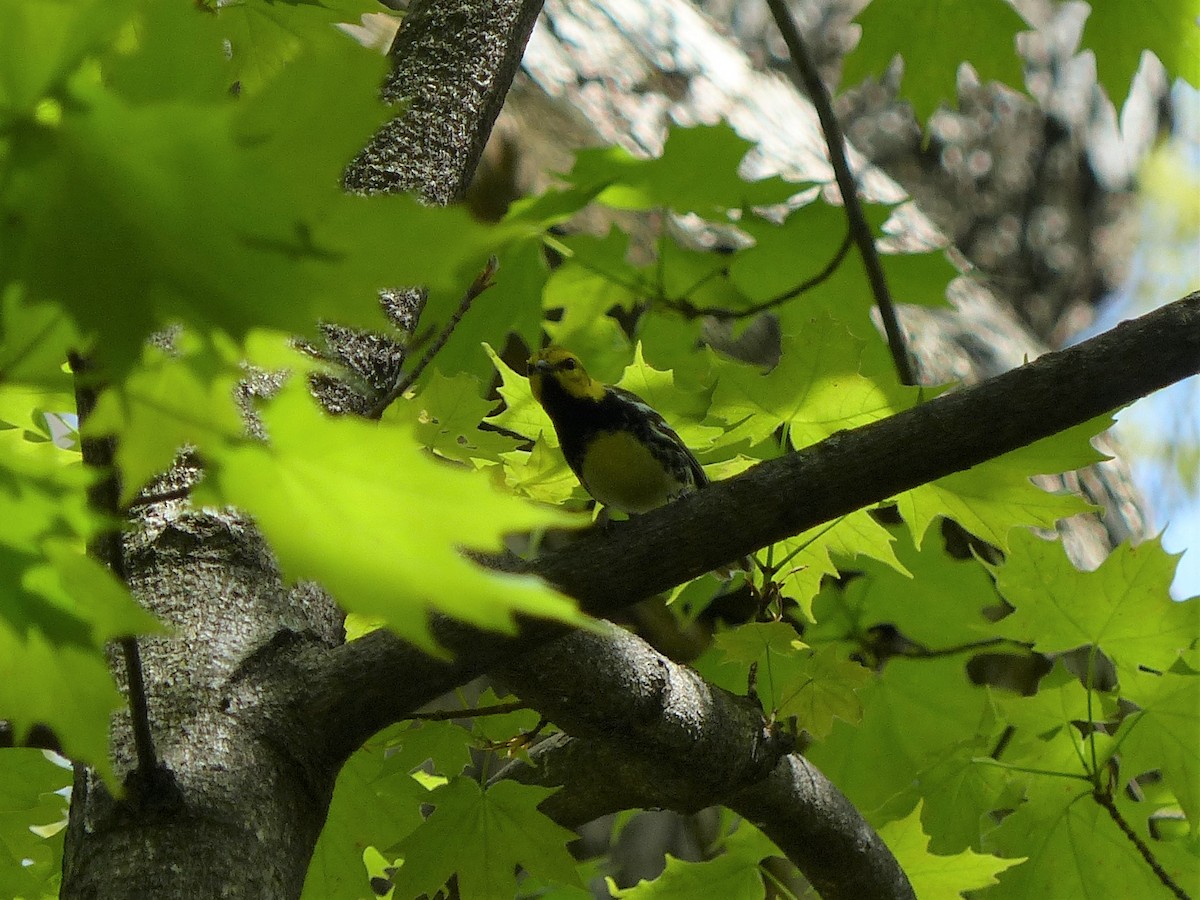 Black-throated Green Warbler - ML101203841