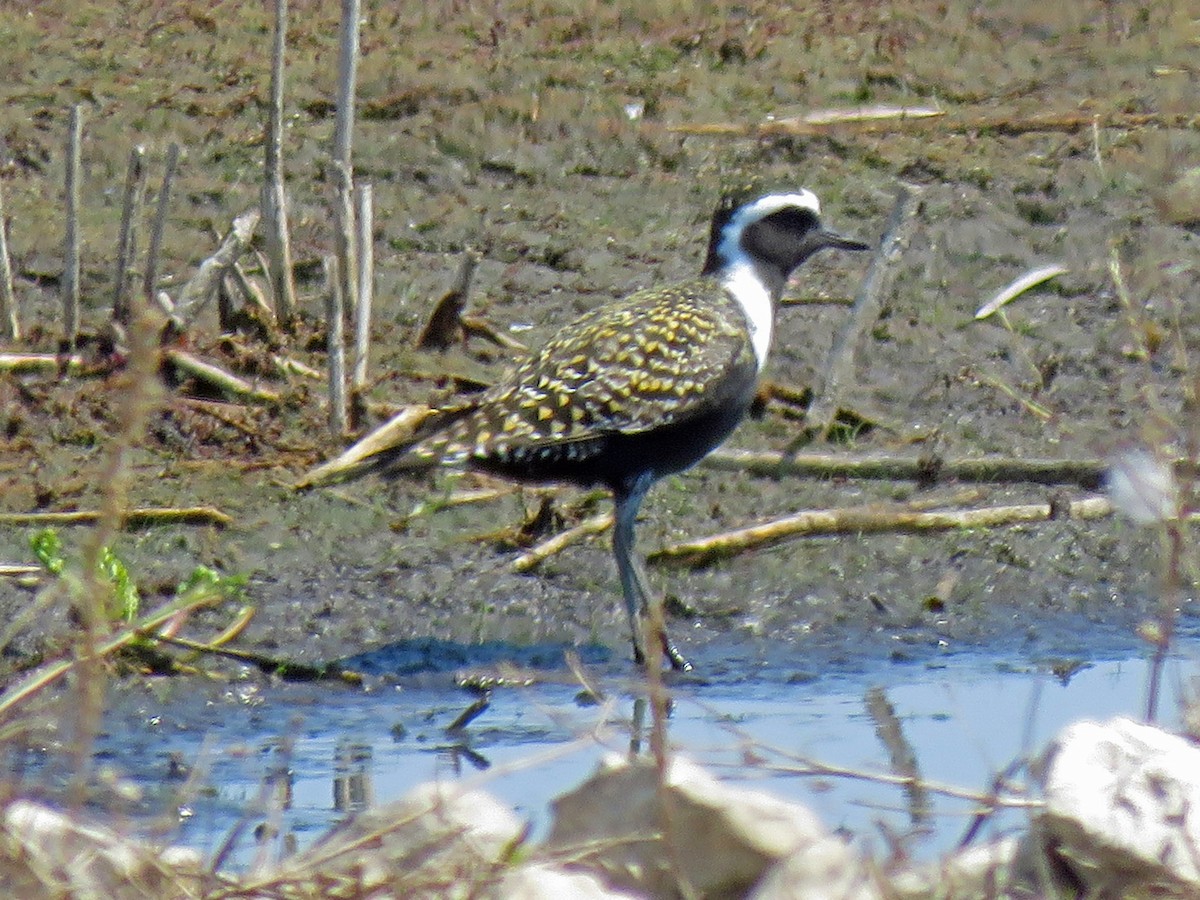 American Golden-Plover - ML101204241