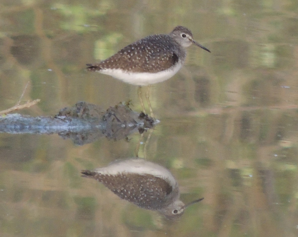 Solitary Sandpiper - Steven Schellenger