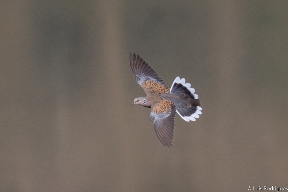 European Turtle-Dove - ML101205371