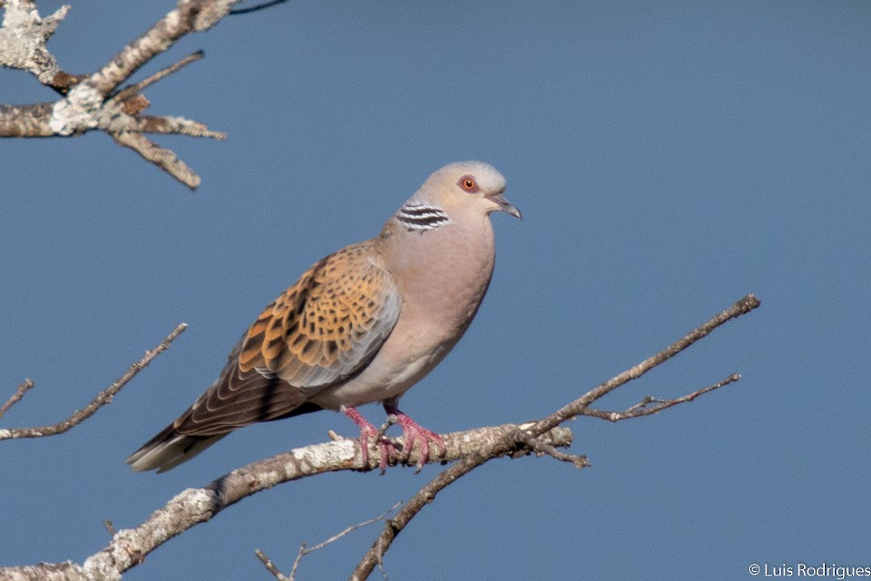 European Turtle-Dove - ML101205391