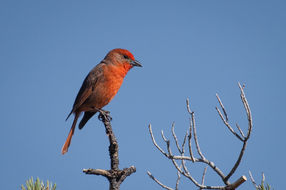Hepatic Tanager - ML101206261