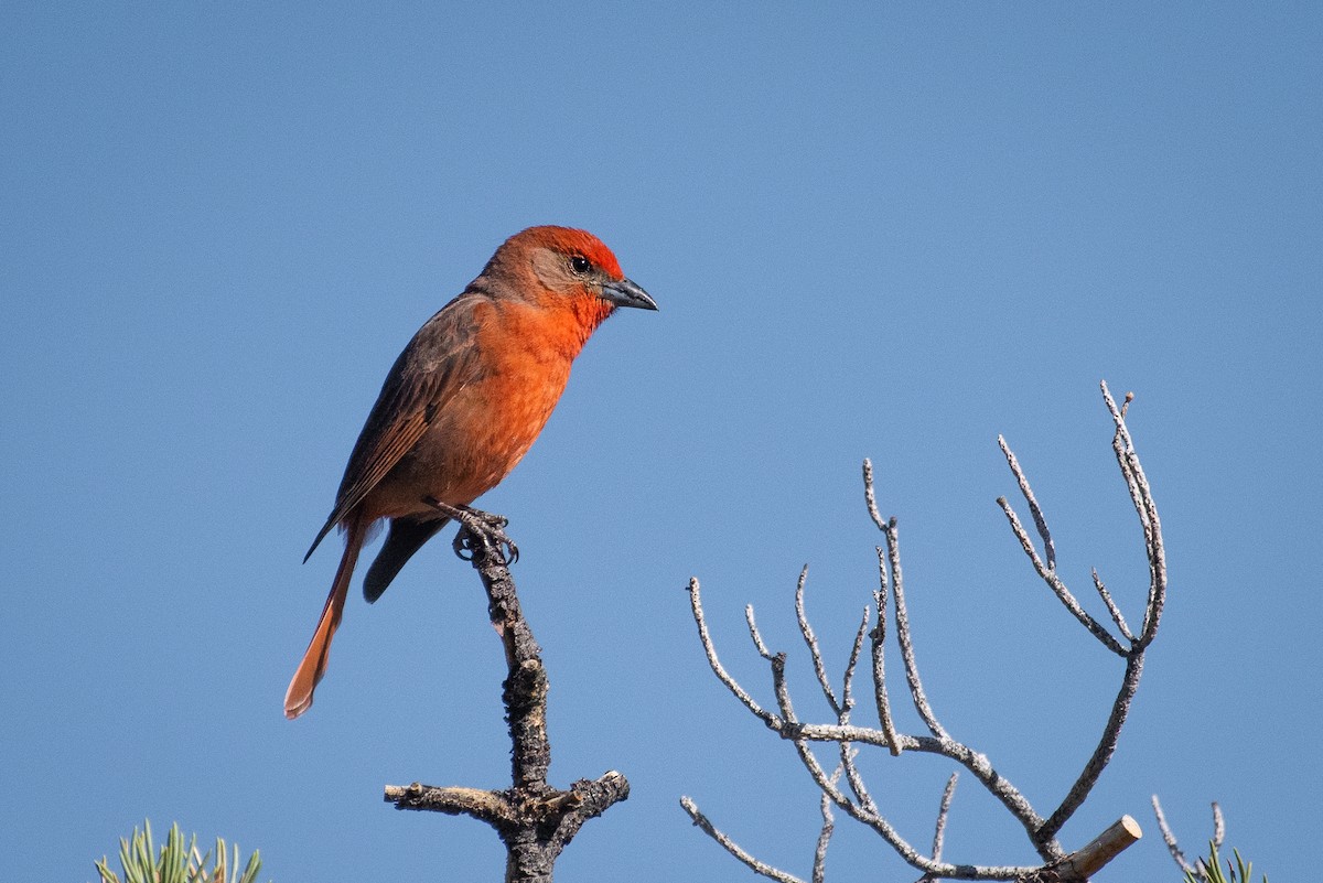 Hepatic Tanager - ML101206691