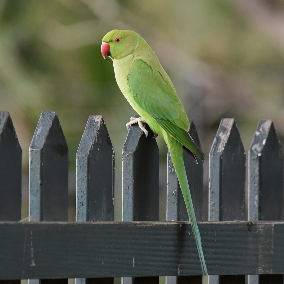 Psittaciformes sp. (parakeet sp.) - ML101206801