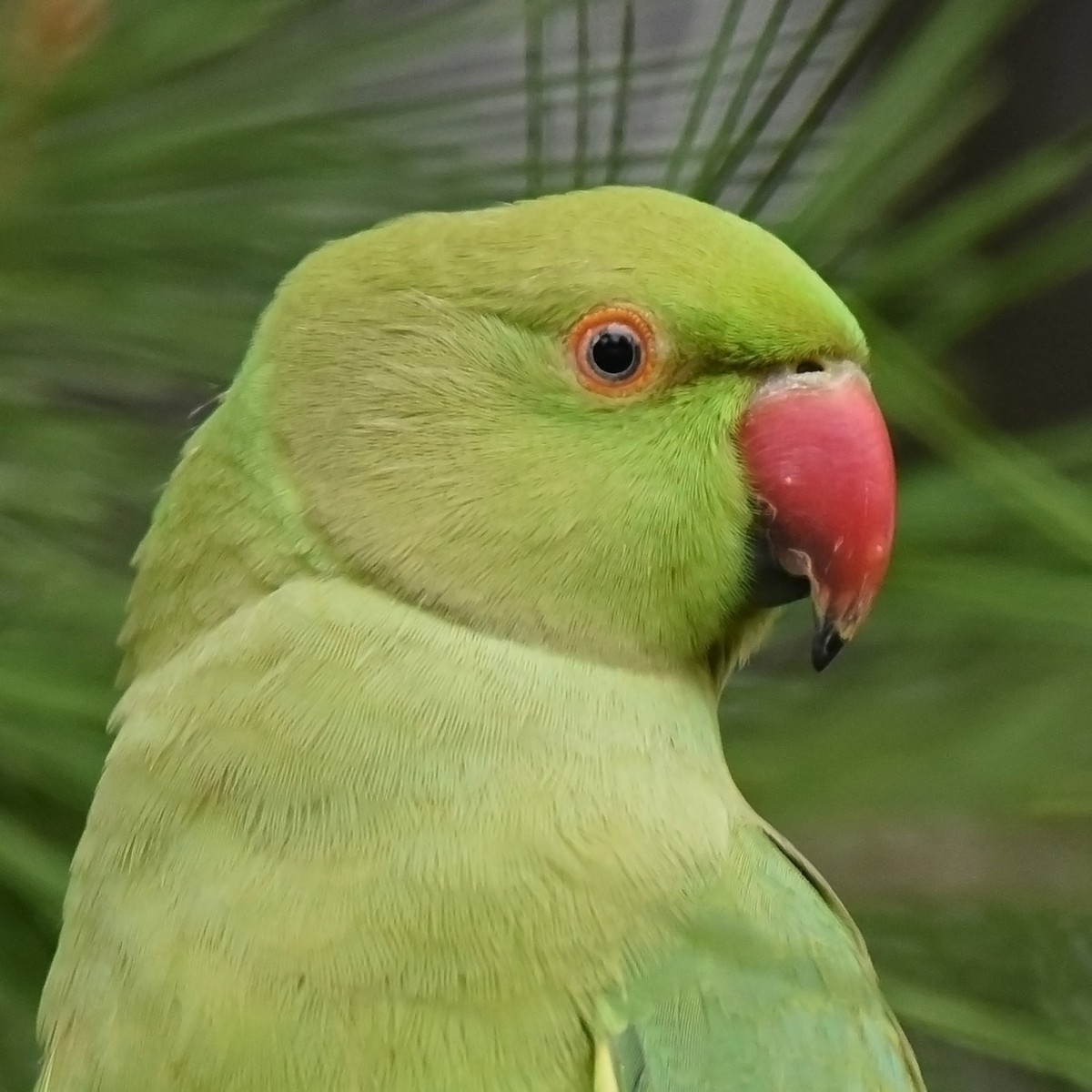 Psittaciformes sp. (parakeet sp.) - ML101206811