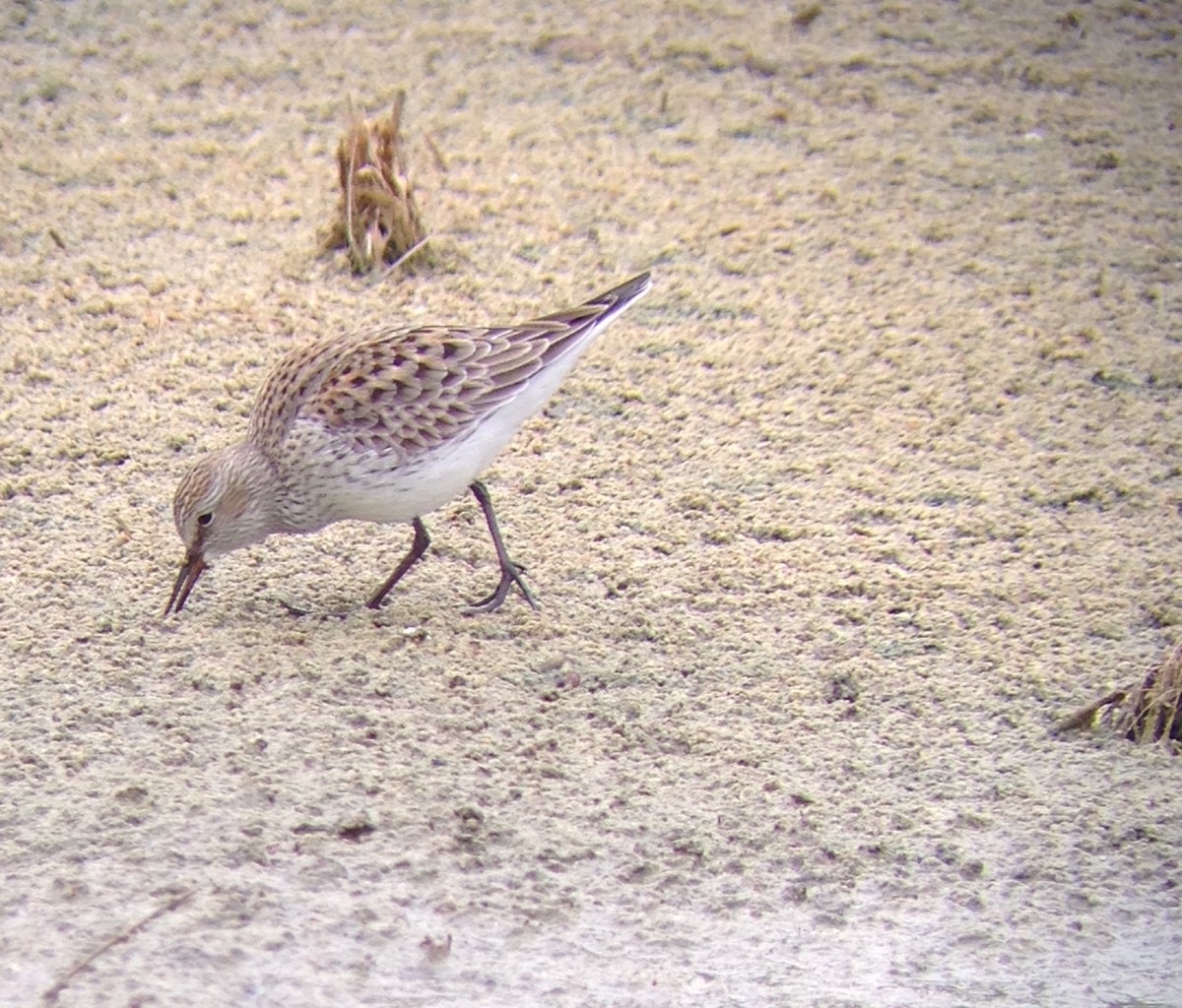 White-rumped Sandpiper - ML101210111