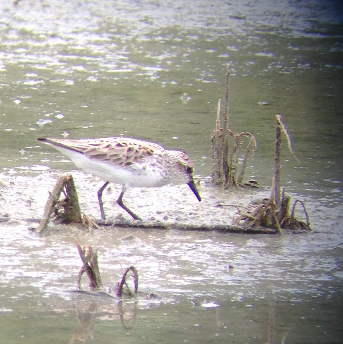 Semipalmated Sandpiper - ML101210271