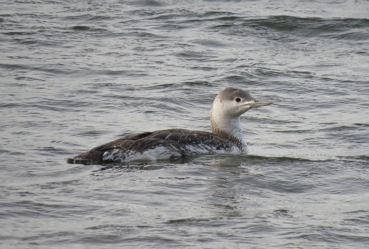 Red-throated Loon - ML101210691