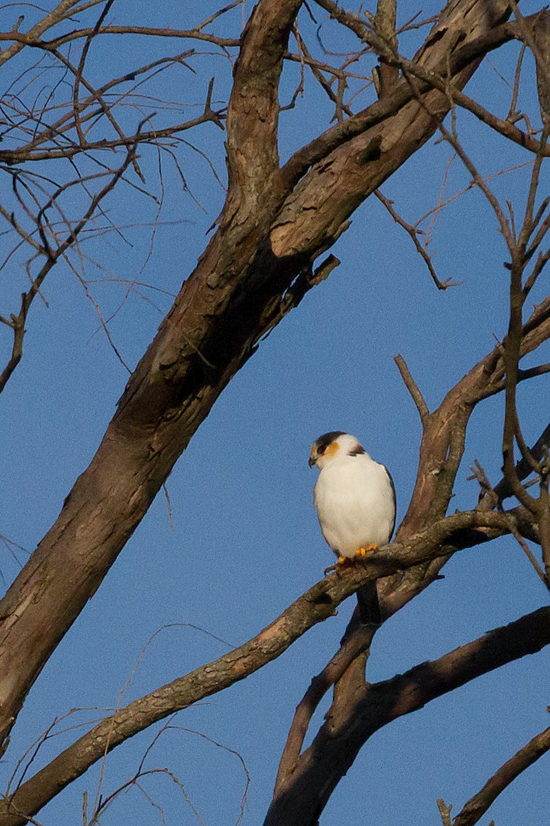 Pearl Kite - ML101213121