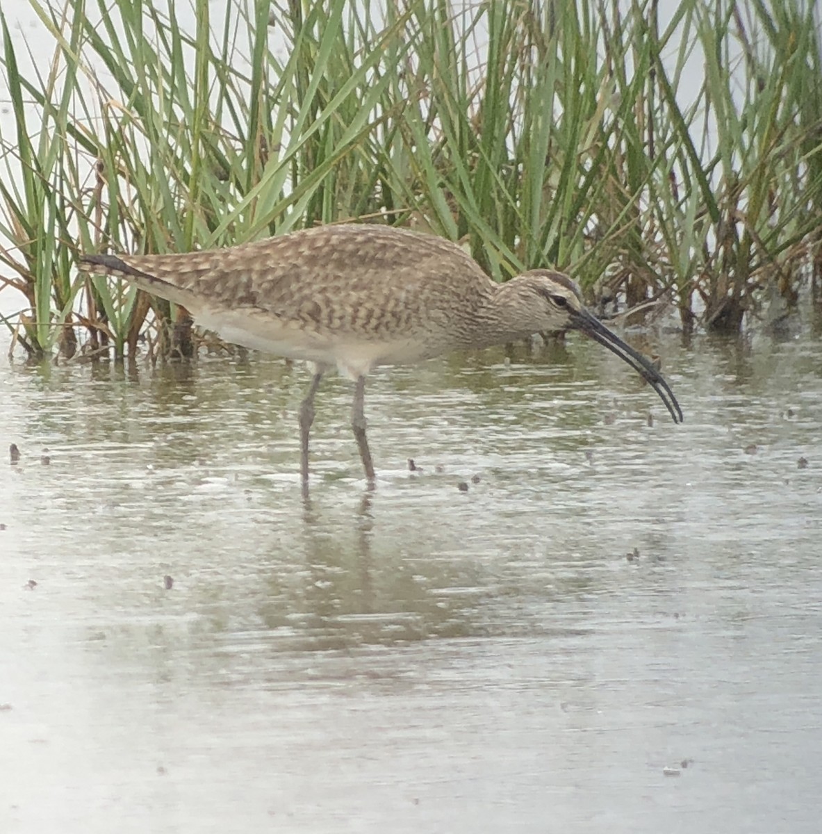 Whimbrel - James White