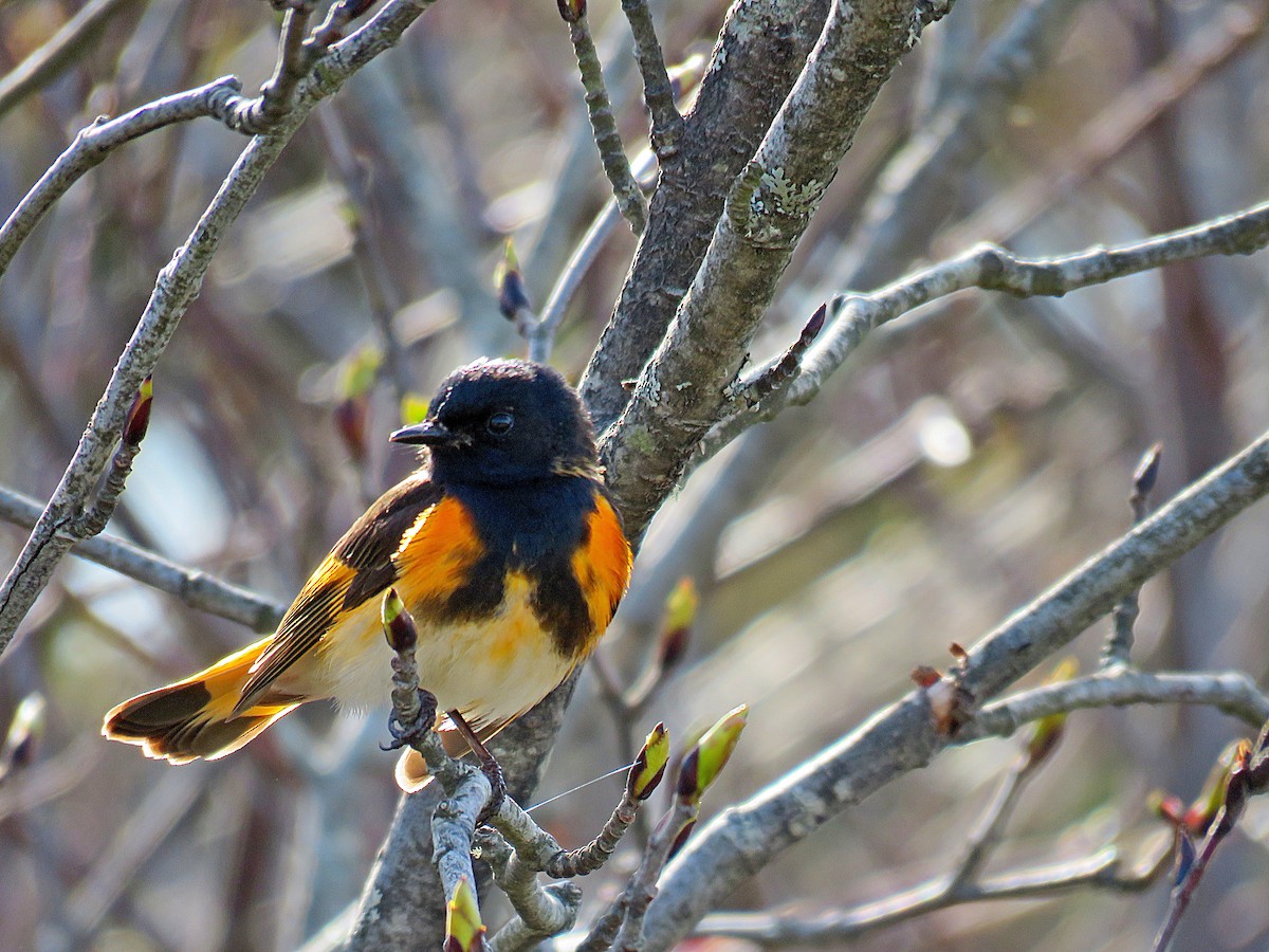 American Redstart - ML101216691