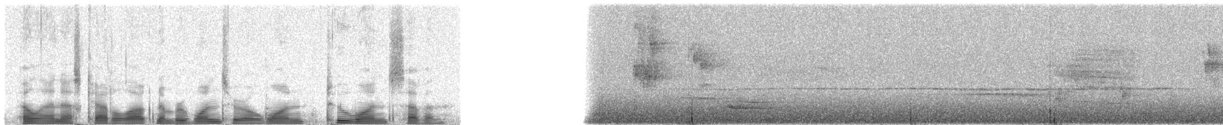 Stella's Lorikeet - ML101217