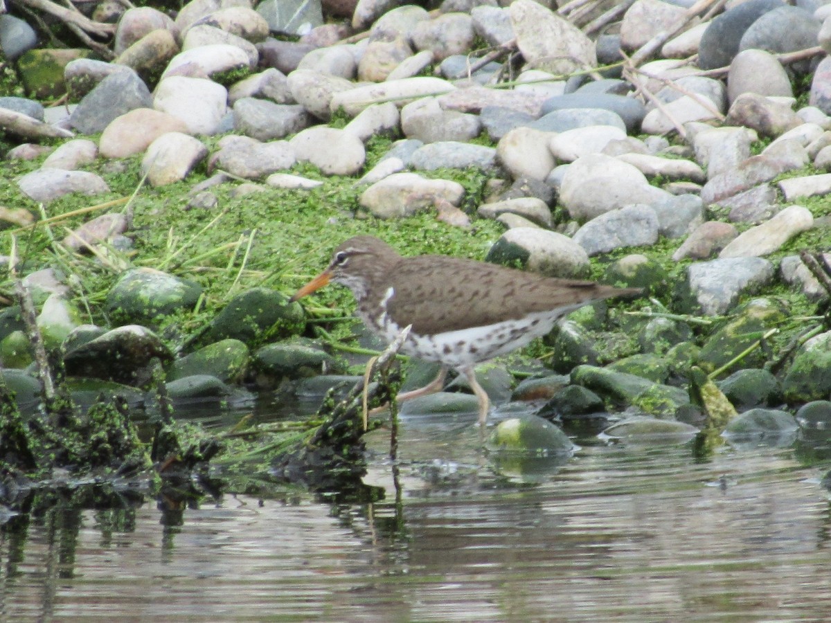 Spotted Sandpiper - ML101218831