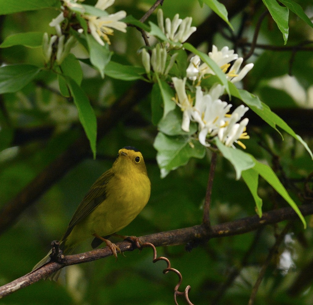 Wilson's Warbler - ML101220821