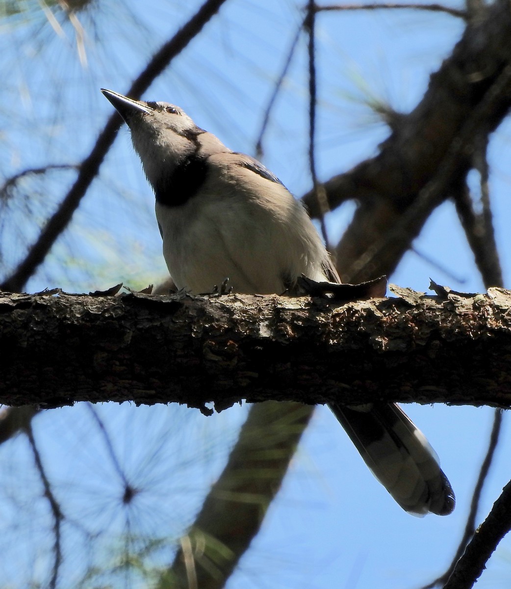 Blue Jay - ML101225151