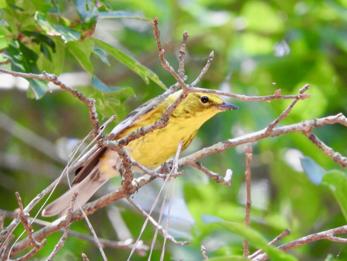 Pine Warbler - ML101225321