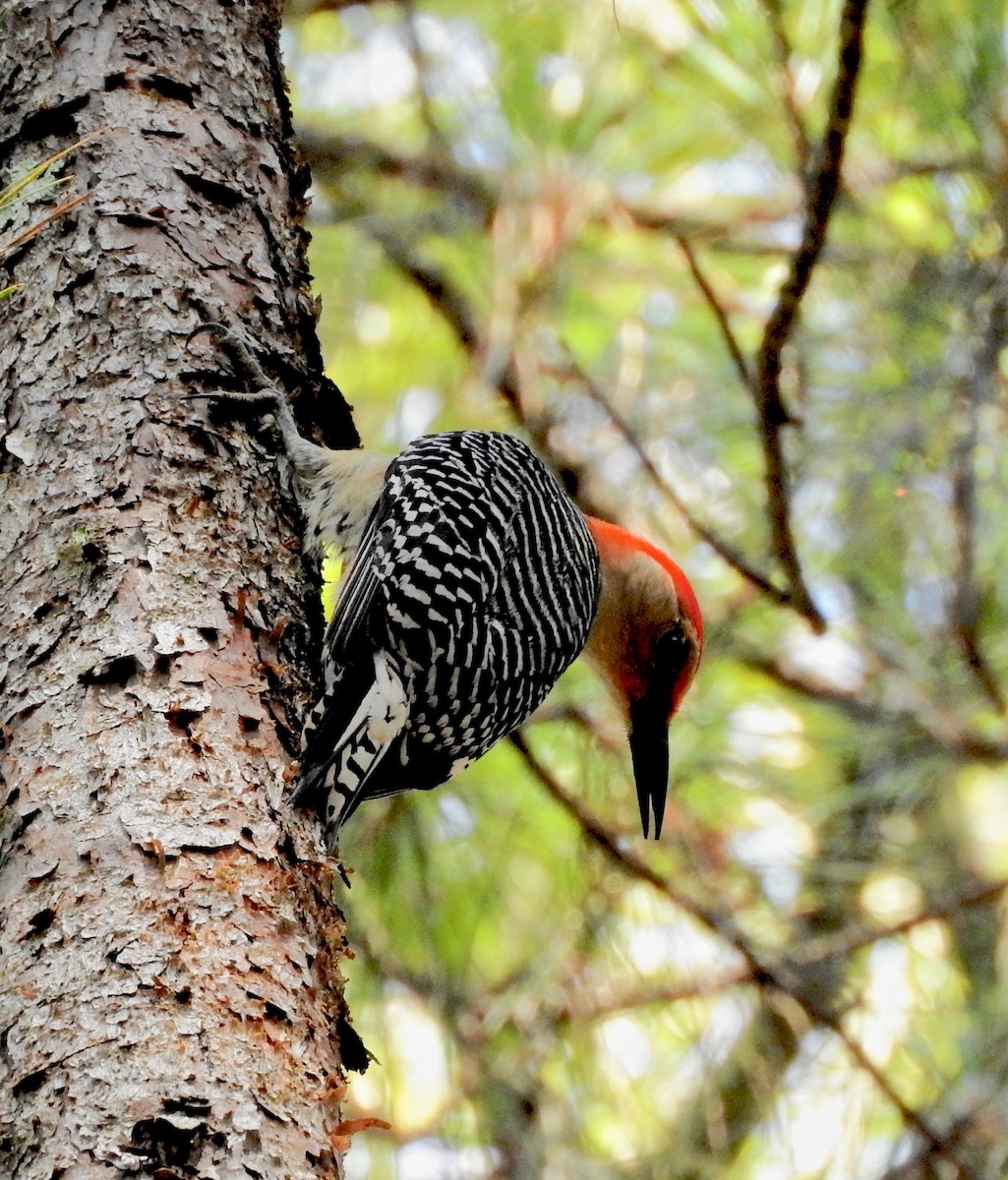 Red-bellied Woodpecker - ML101225581