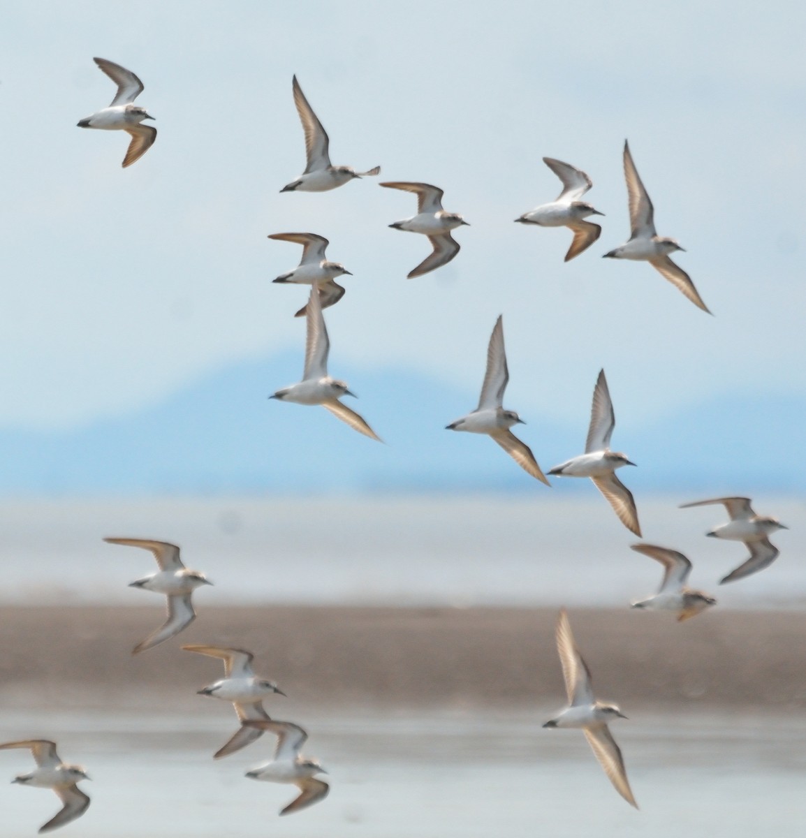 Western Sandpiper - Orlando Jarquín