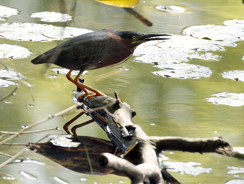 Green Heron - ML101227181