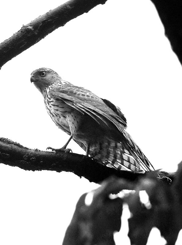 Cooper's Hawk - ML101227221