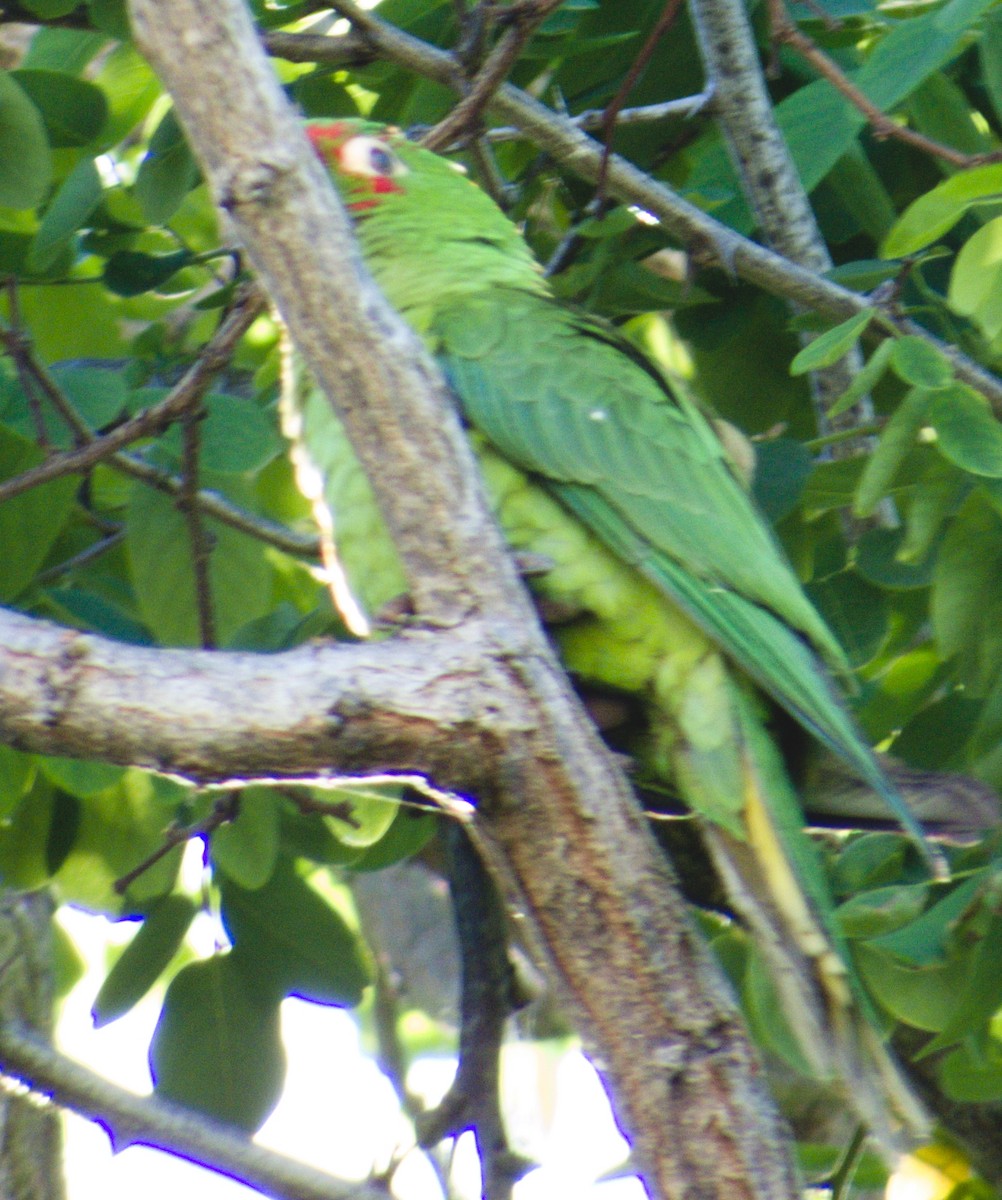 Red-masked Parakeet - Peter Keyel