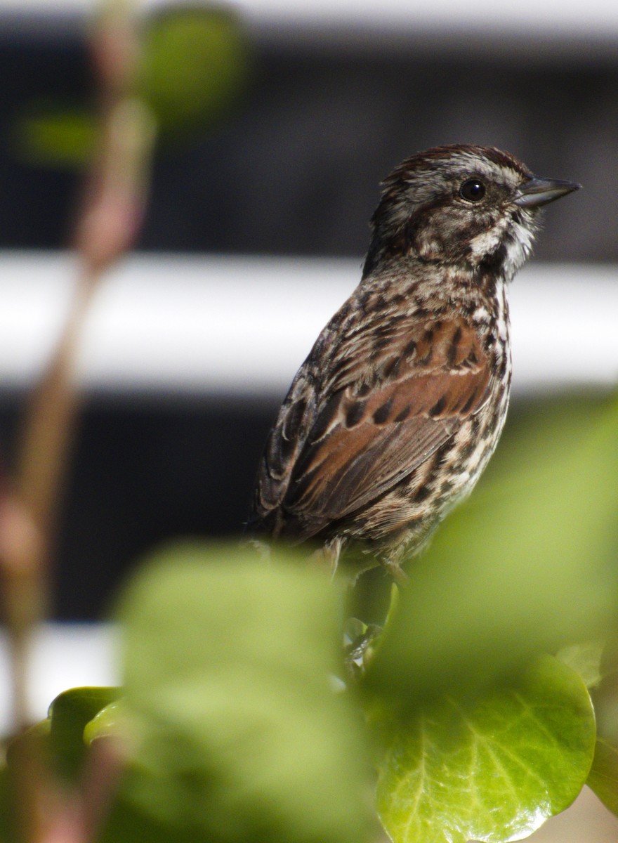 Song Sparrow - ML101227811