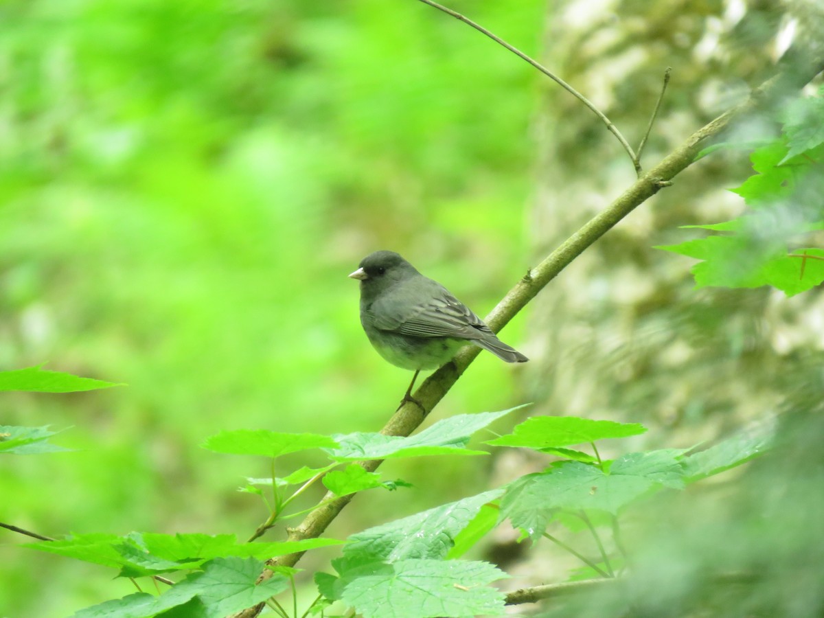 Junco ardoisé (hyemalis/carolinensis) - ML101229741