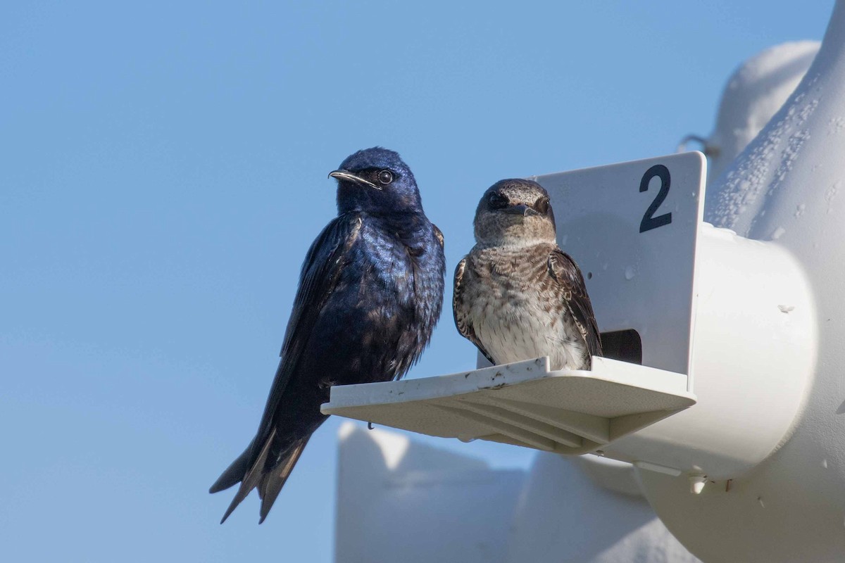 Purple Martin - ML101233191