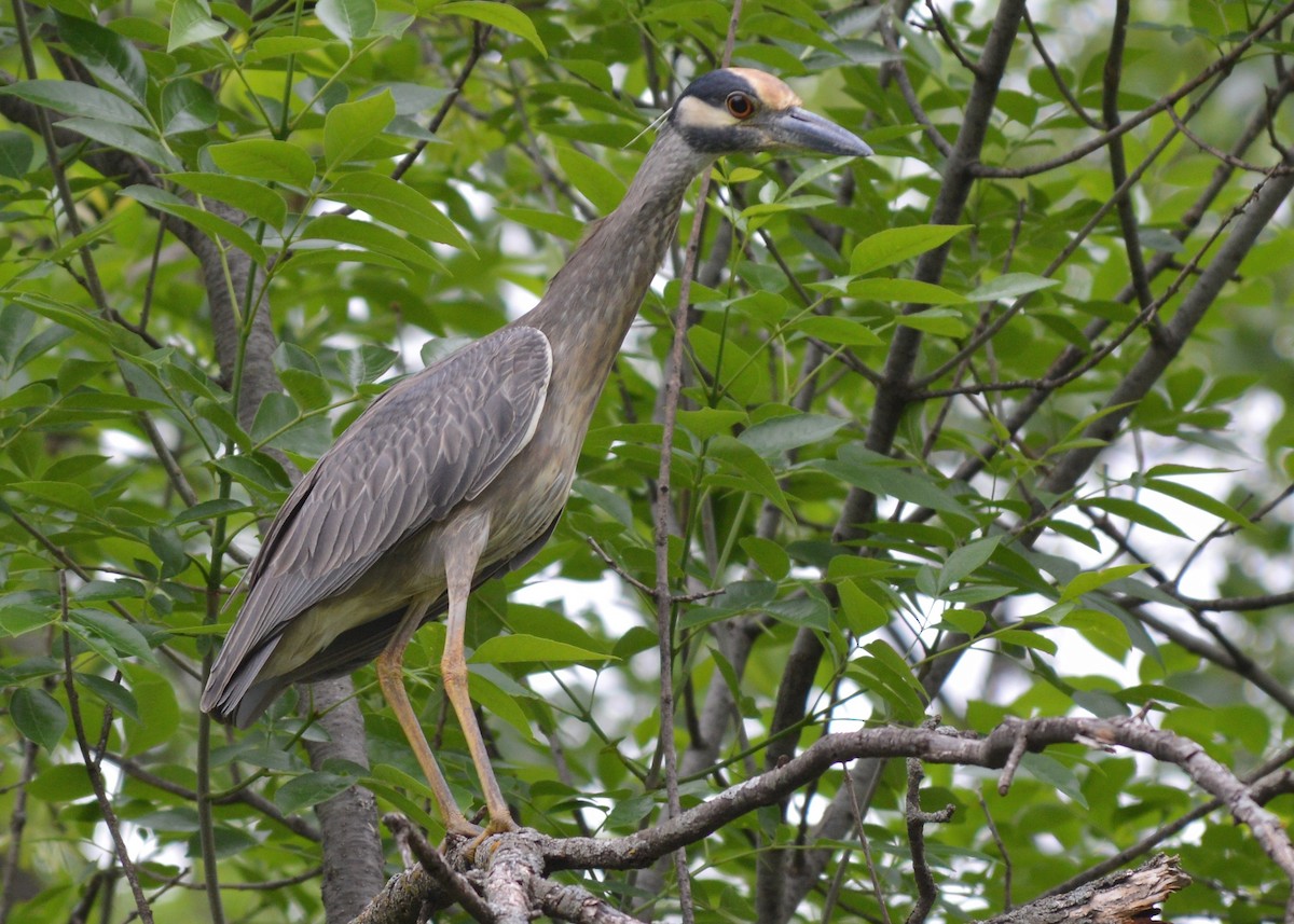 Yellow-crowned Night Heron - ML101233901