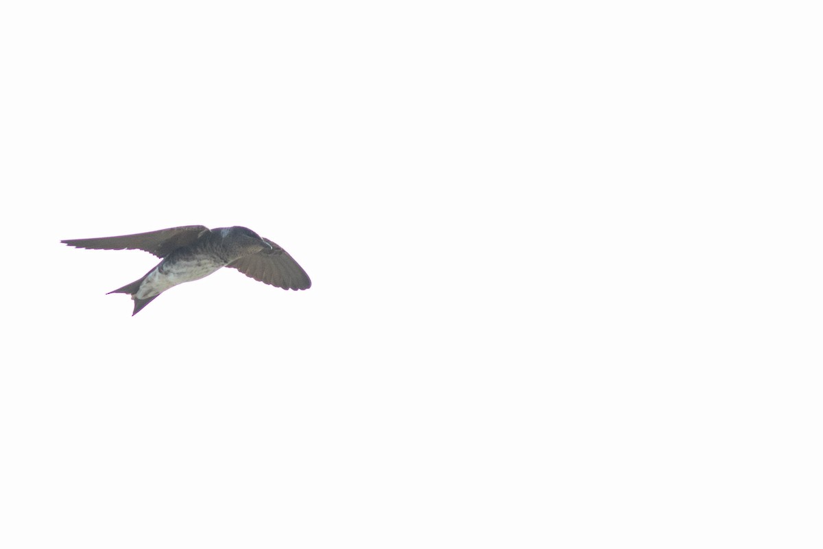 Purple Martin - ML101236951