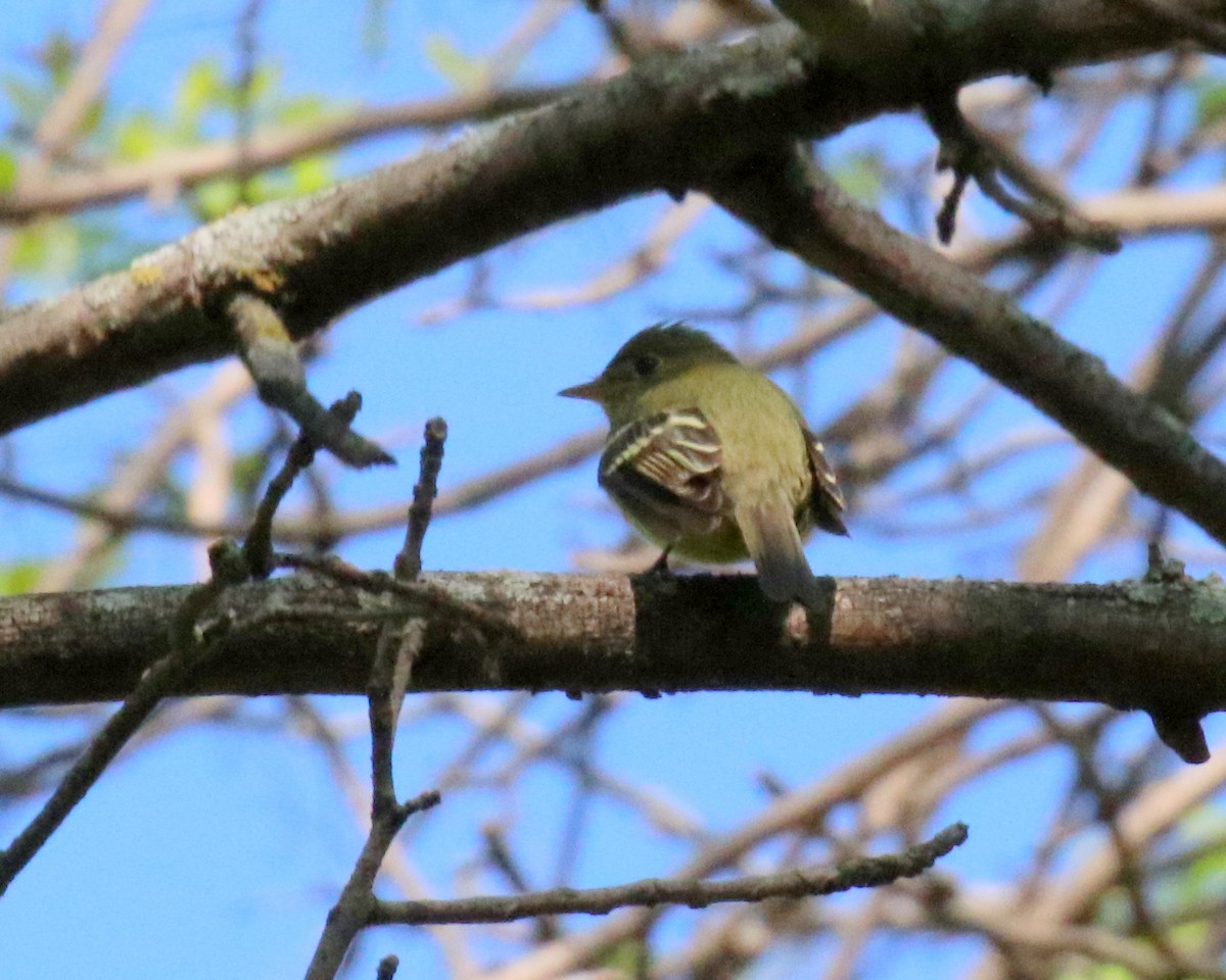 Yellow-bellied Flycatcher - ML101237861