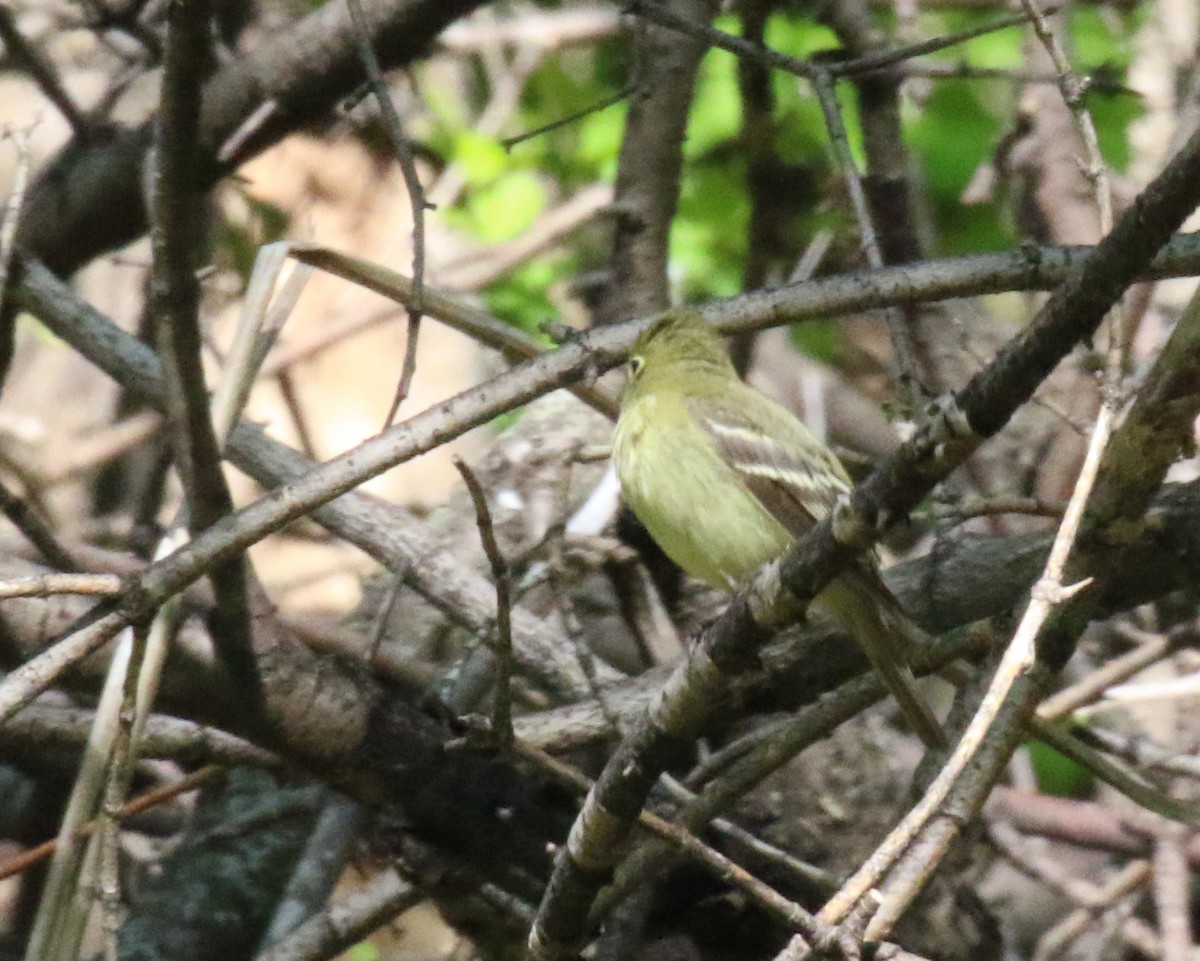 Yellow-bellied Flycatcher - ML101237871