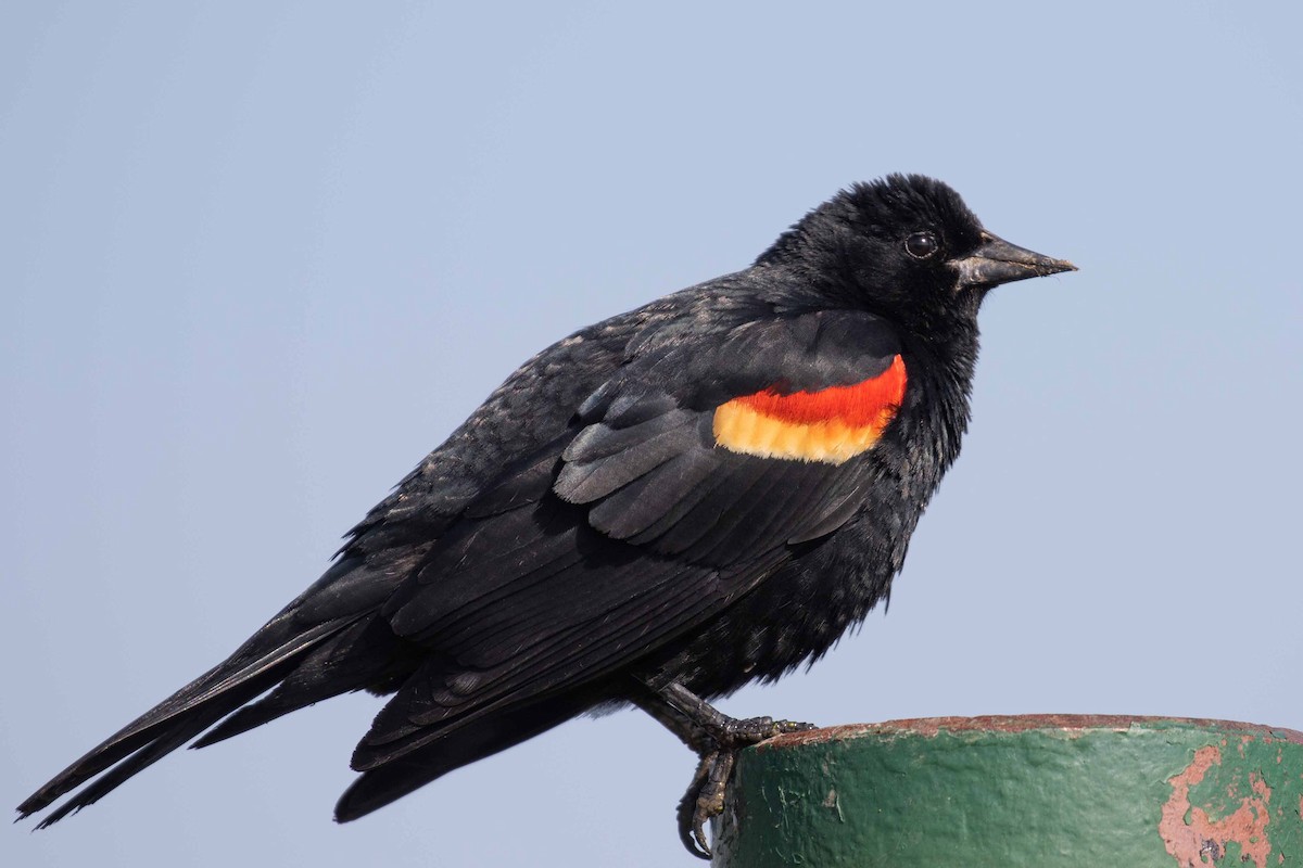 Red-winged Blackbird - ML101238421