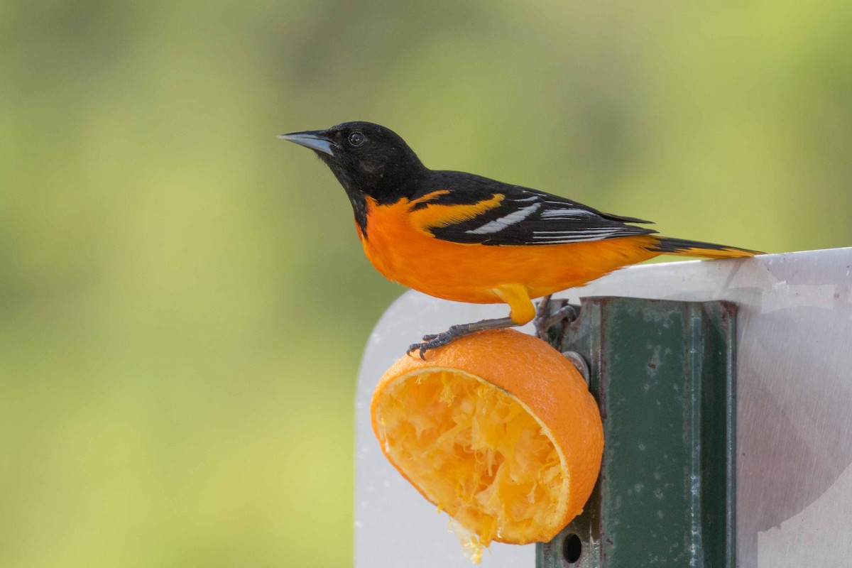 Baltimore Oriole - ML101238901