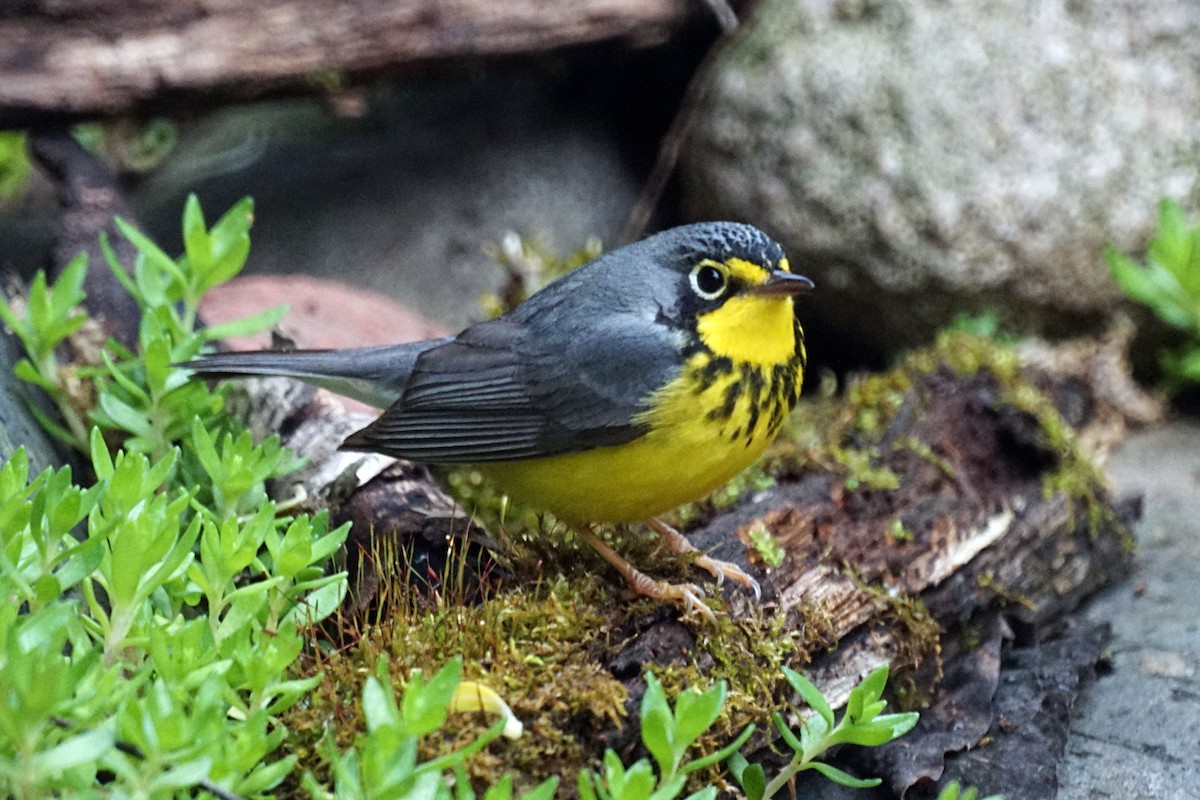 Canada Warbler - ML101239421