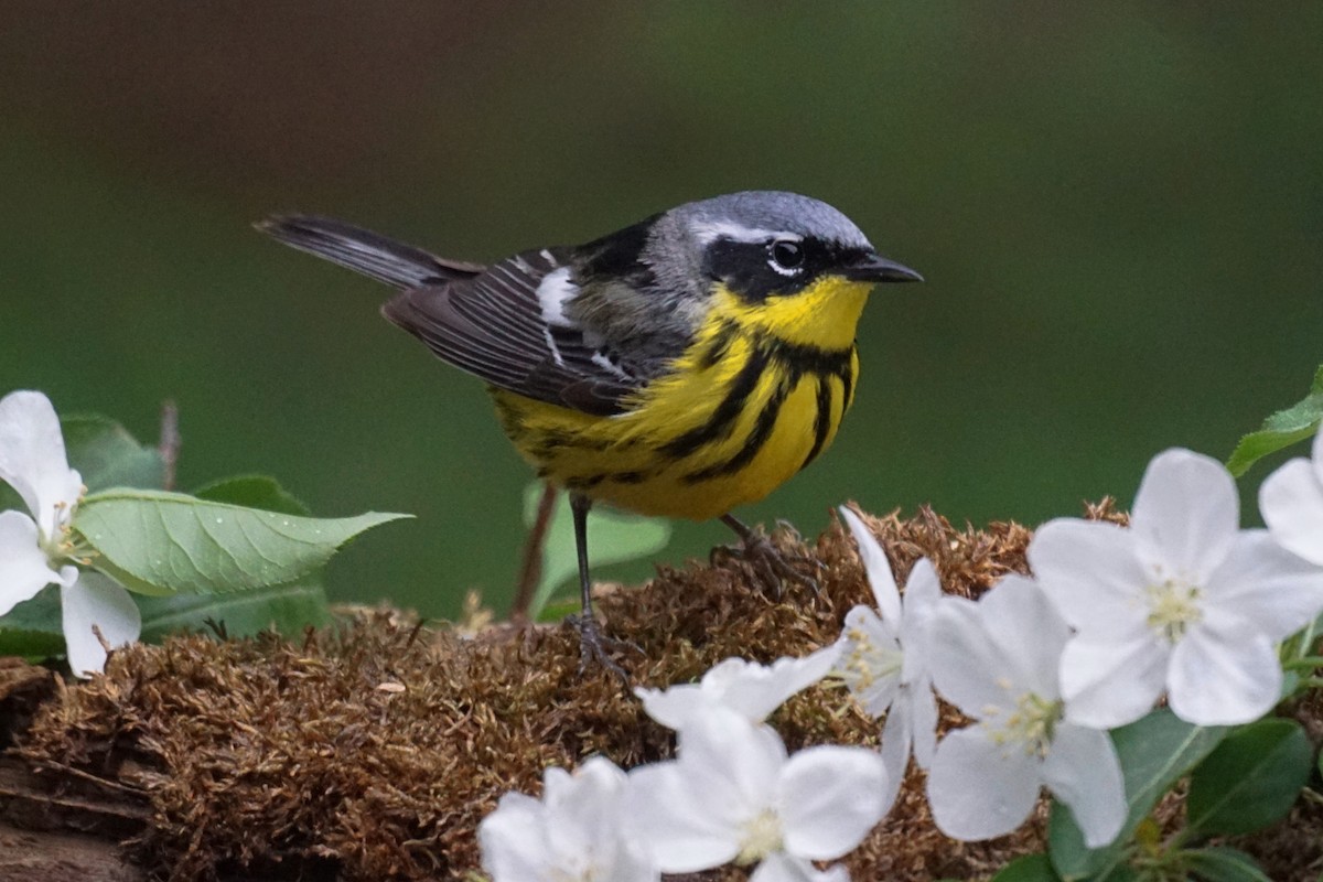 Magnolia Warbler - ML101239651