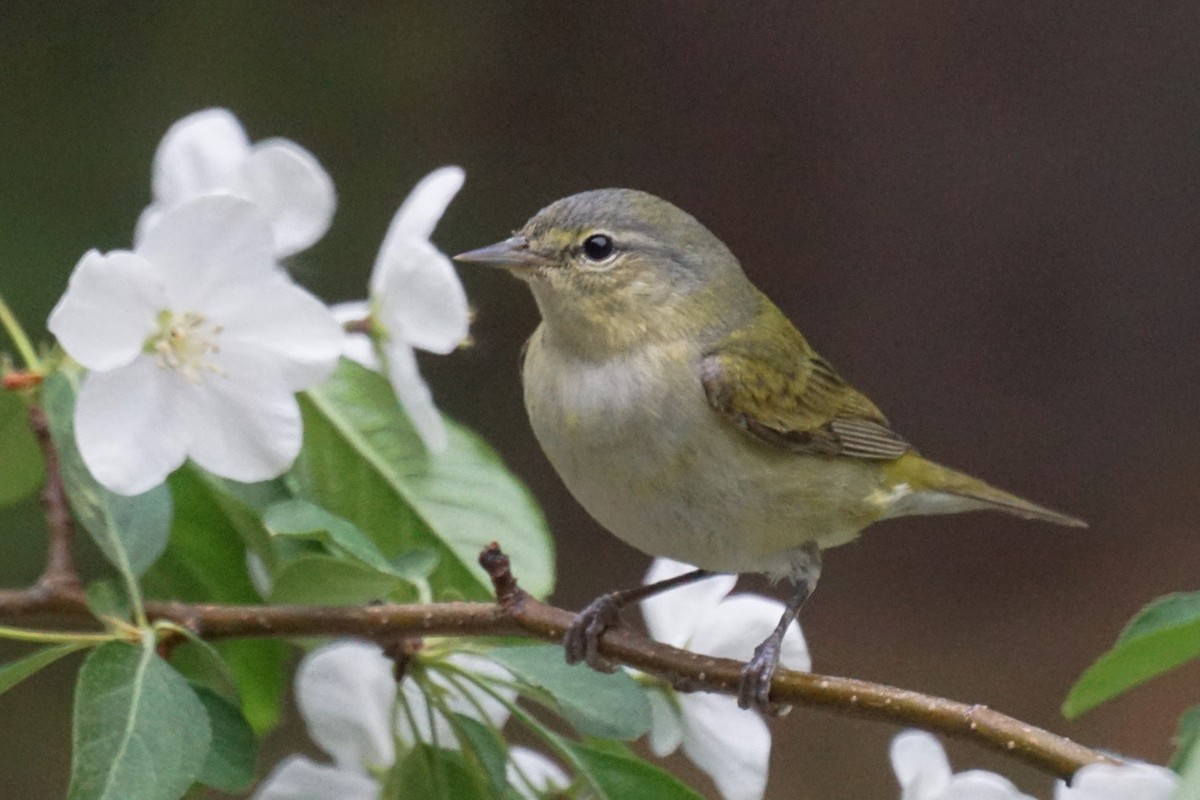 Tennessee Warbler - ML101239751