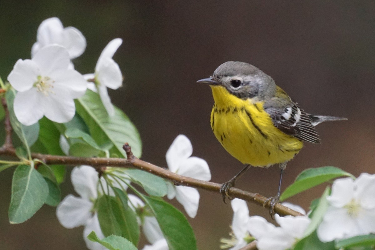 Magnolia Warbler - ML101239881