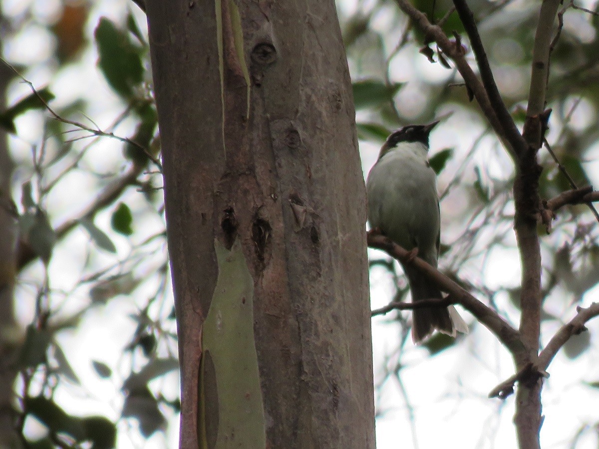 Black-headed Honeyeater - ML101241011