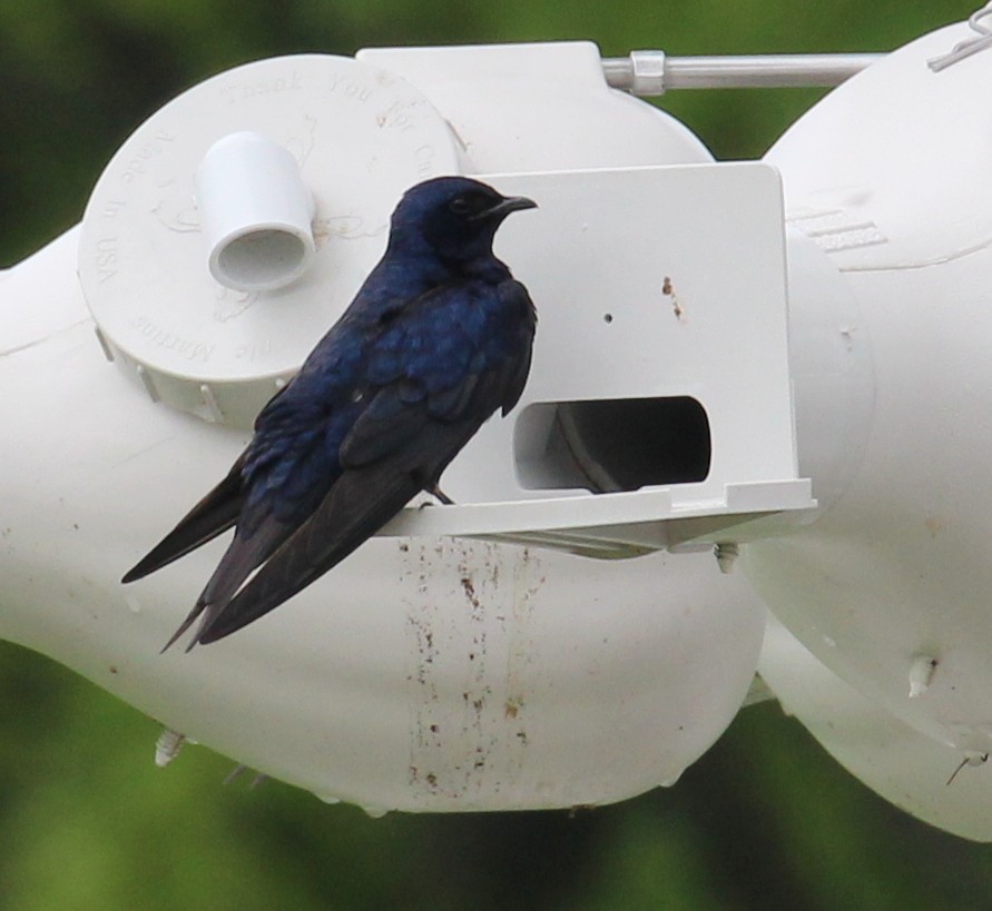 Golondrina Purpúrea - ML101241151