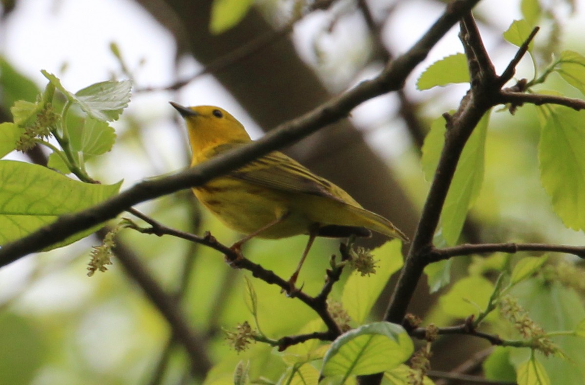 Yellow Warbler - ML101241251