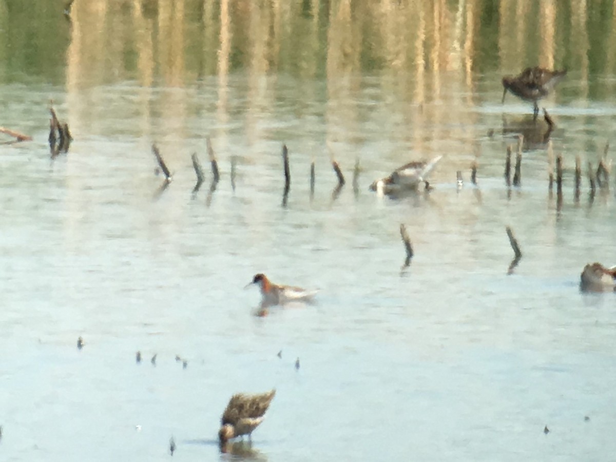 Red-necked Phalarope - ML101241401