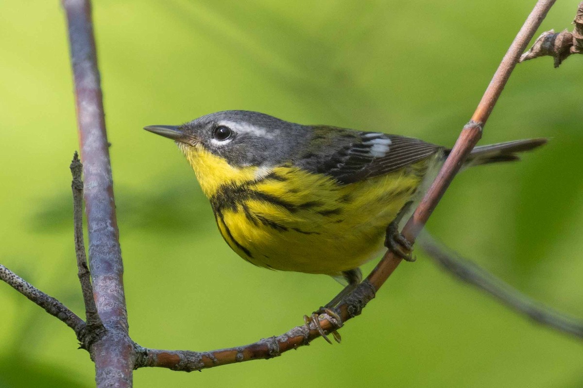Magnolia Warbler - ML101241821