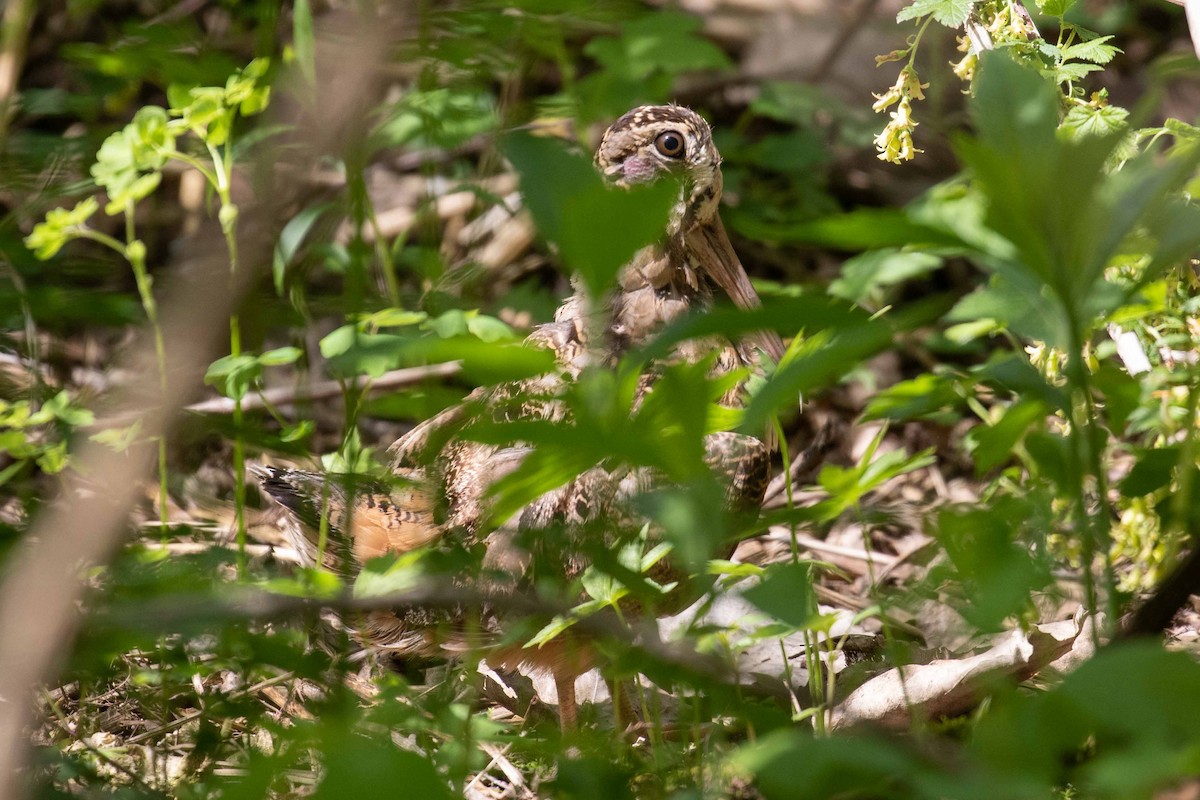 American Woodcock - ML101242181