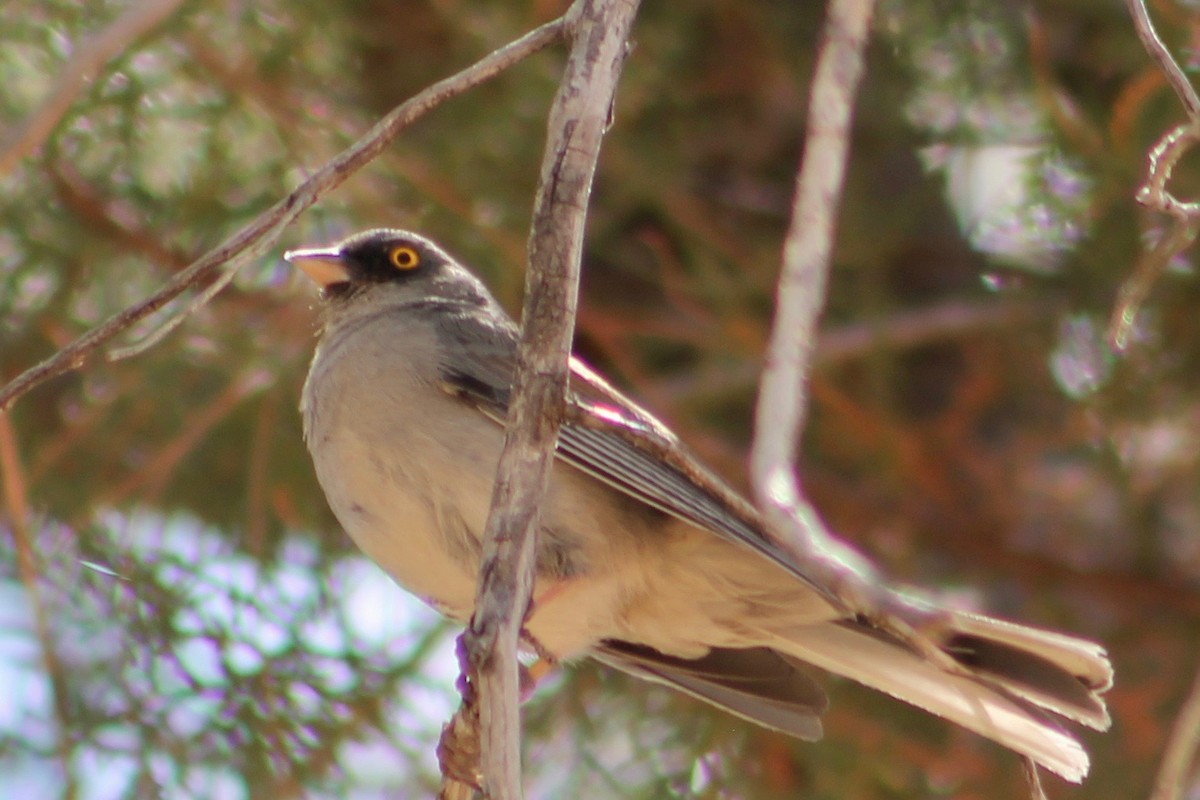 Yellow-eyed Junco - Holly Kleindienst