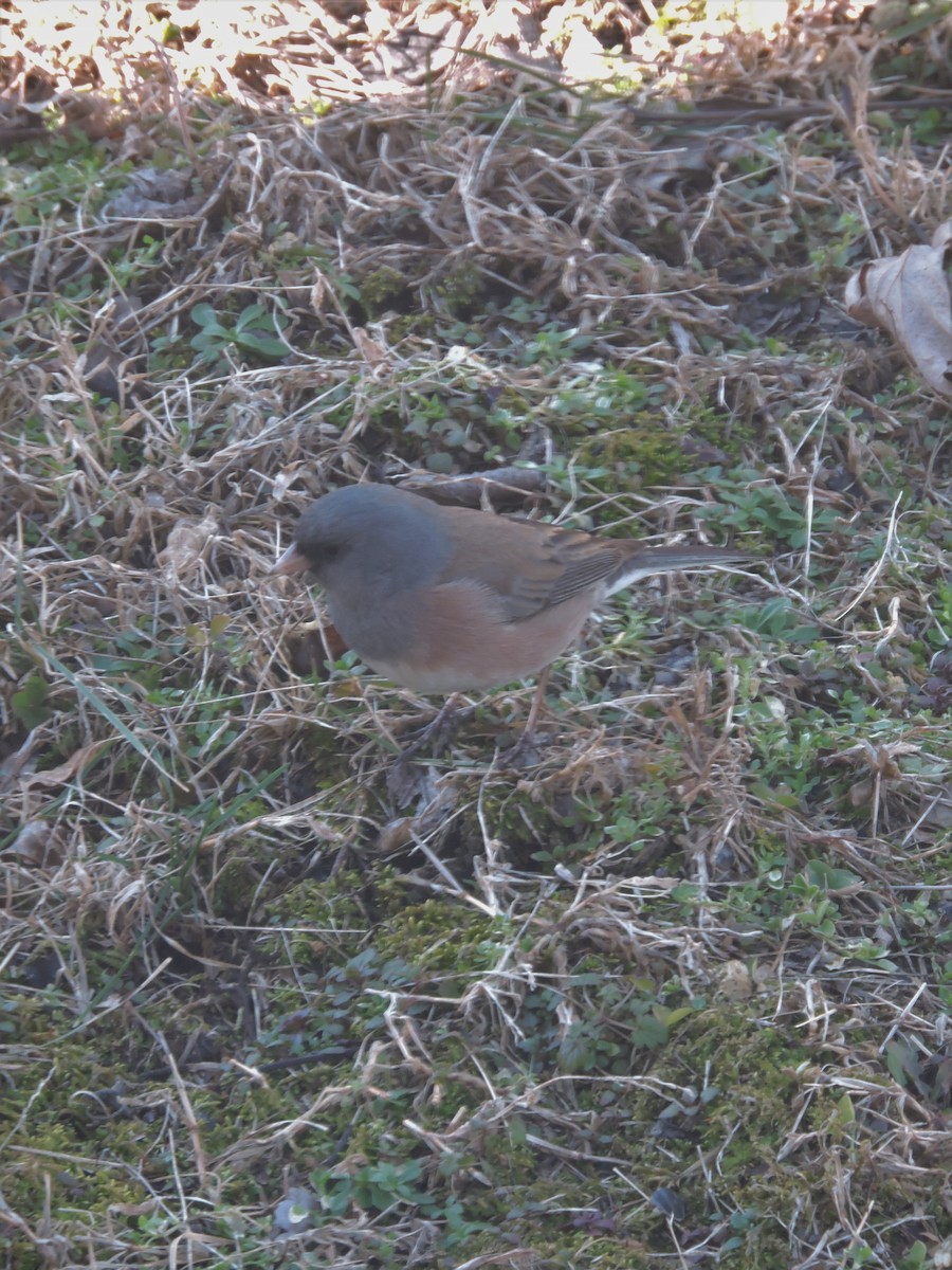 Dark-eyed Junco (Pink-sided) - ML101243811