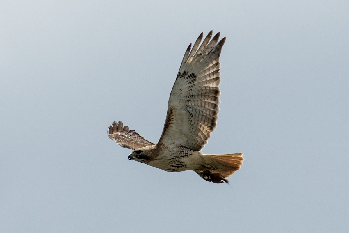 Rotschwanzbussard - ML101243911