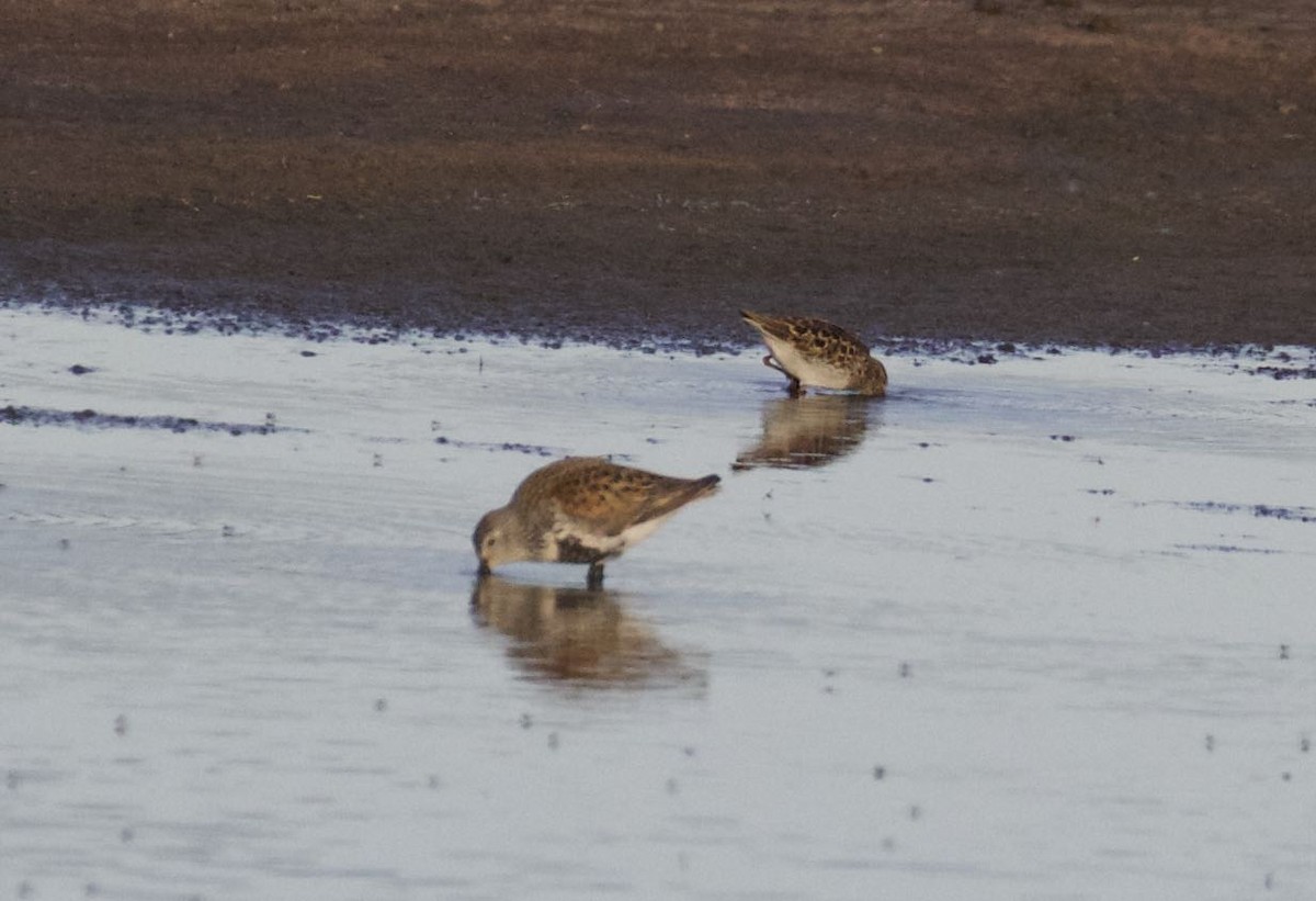 Dunlin - Mary Backus